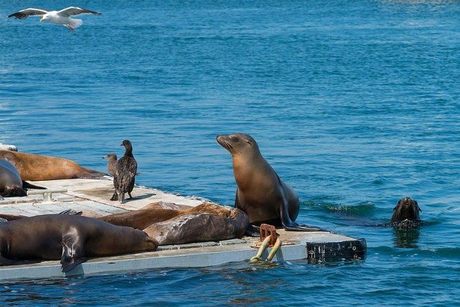 san-diego-seal-tour