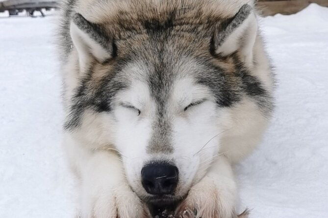 santas-reindeer-husky-safari-santas-pets-aurora-hunt