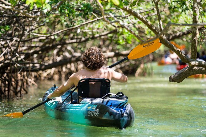 sarasota-mangrove-tunnel-guided-kayak-adventure