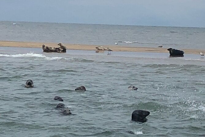 scroby-sands-seal-watching