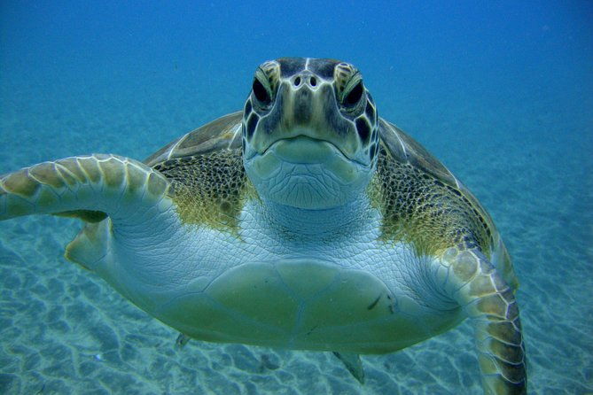 scuba-dive-excursion-for-beginners-in-a-turtle-area