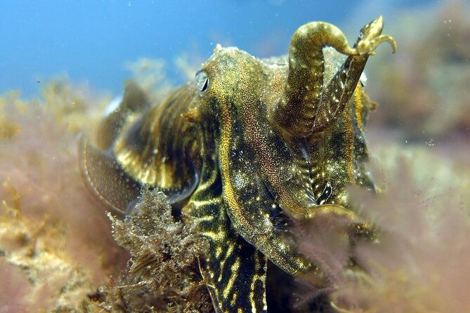 scuba-diving-experience-for-beginners-in-gran-canaria