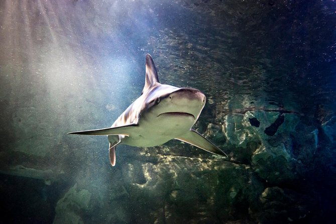 sea-life-aquarium-minnesota-admission-ticket-at-mall-of-america