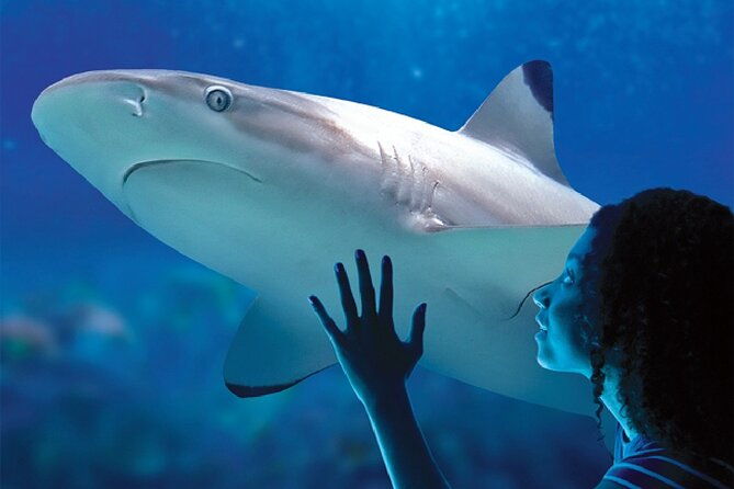 sealife-benalmadena-entrance-ticket