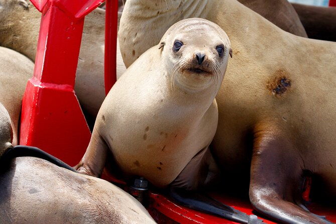 shared-two-hour-whale-watching-tour-from-oceanside