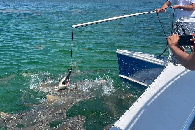 shark-and-wildlife-viewing-adventure-in-key-west