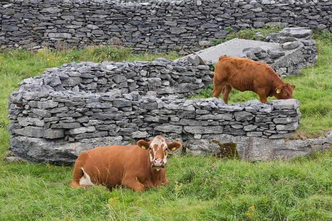 small-group-cliffs-cruise-aran-islands-and-connemara-in-one-day-from-galway