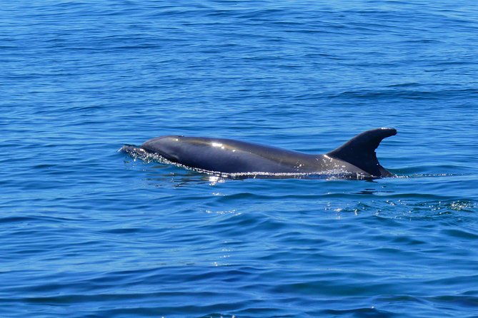 small-group-dolphin-and-wildlife-watching-tour-in-faro