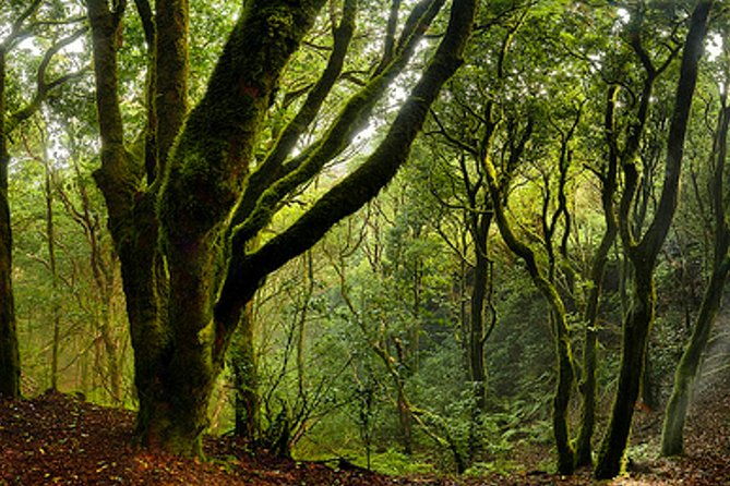 small-group-guided-hiking-in-anaga-rural-park-in-tenerife
