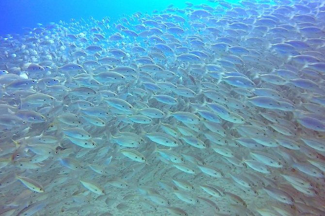 snorkel-experience-in-lanzarote