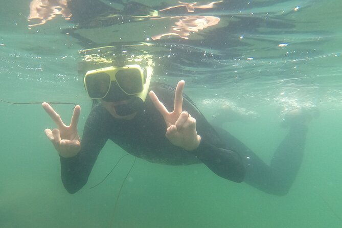 snorkel-san-diegos-mission-bay-with-a-marine-biologist