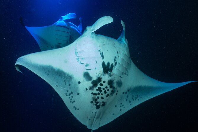 snorkel-with-giant-manta-rays-in-kailua-kona