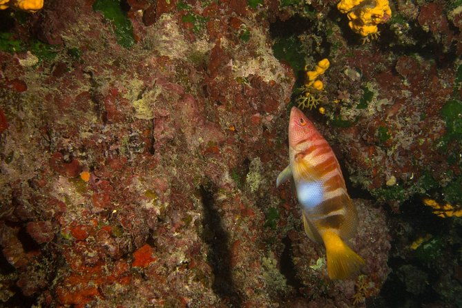 snorkeling-and-boat-trip-in-crete-with-free-certification