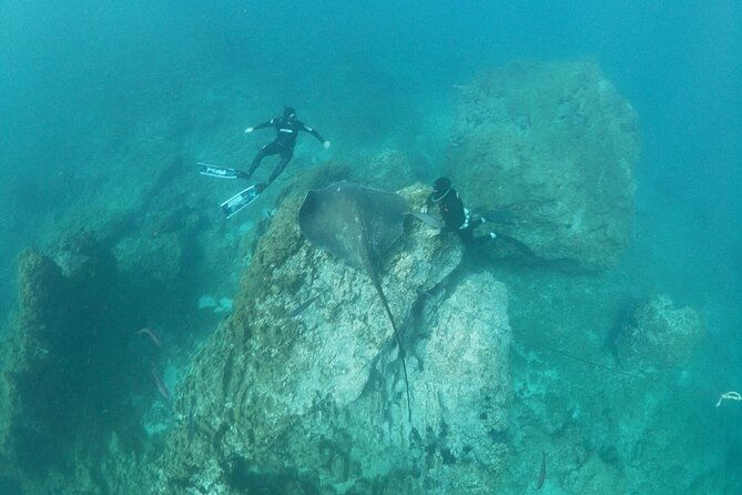 snorkeling-excursion-in-the-rays-and-turtles-zone