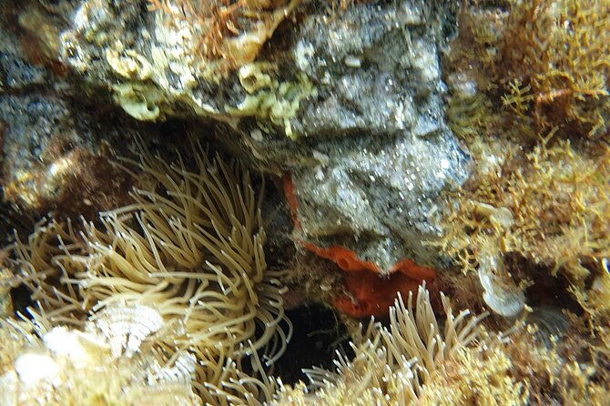 snorkeling-in-ustica-observation-of-marine-flora-and-fauna