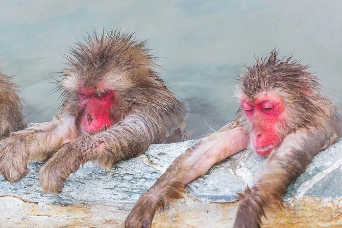 snow-monkey-and-shibu-onsen-afternoon-group-tour-from-myoko-kogen