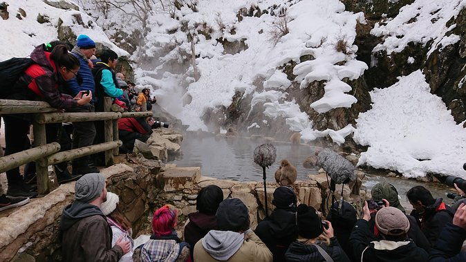 snow-monkey-shiga-kogen-roman-museum-with-lunch-buffet