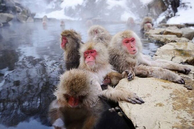 snow-monkeys-sake-tasting-zenko-ji-and-monzen-terrace-lunch
