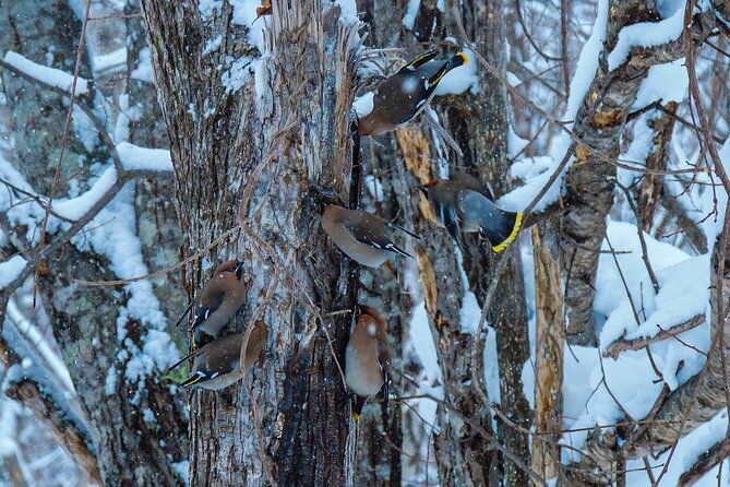 snowshoe-adventures-and-onsen-bliss-winter-escape-in-furano
