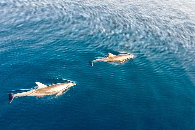 stand-up-paddle-with-dolphins
