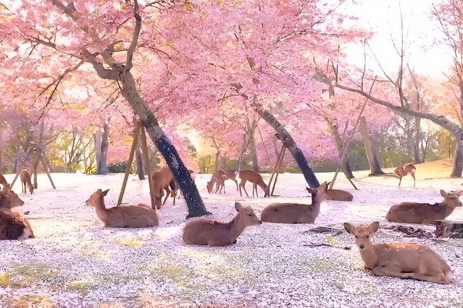 taste-of-nara-a-guided-half-day-food-tour-tailored-to-your-taste