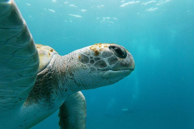 tenerife-guided-kayak-tour-with-snorkeling-in-a-marine-reserve
