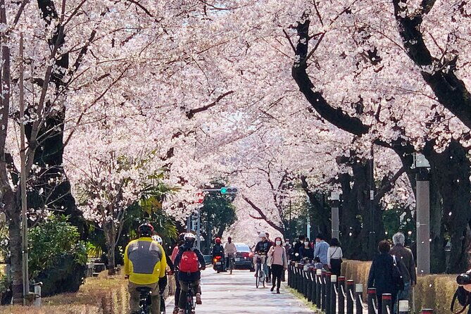 tokyo-cherry-blossoms-blooming-spots-e-bike-tour-3hrs