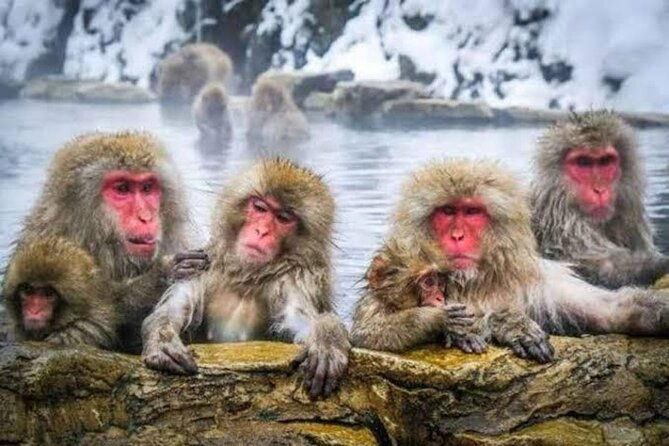 tokyo-nagano-snow-monkey-park-and-zenkoji-temple-with-guide