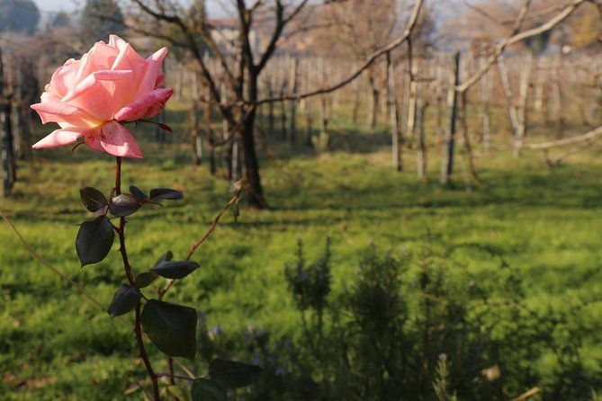 truffle-hunt-bio-lunch-in-assisi