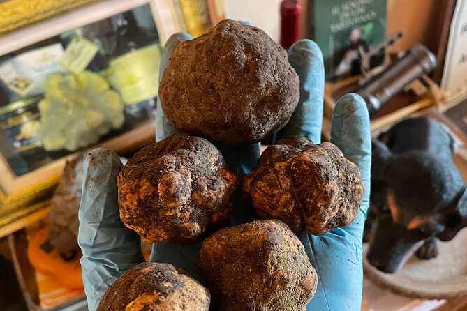truffle-hunting-with-food-tasting