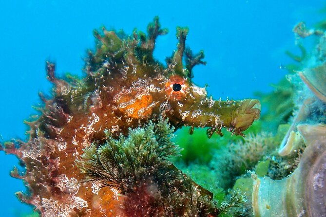 try-scuba-diving-2-dives