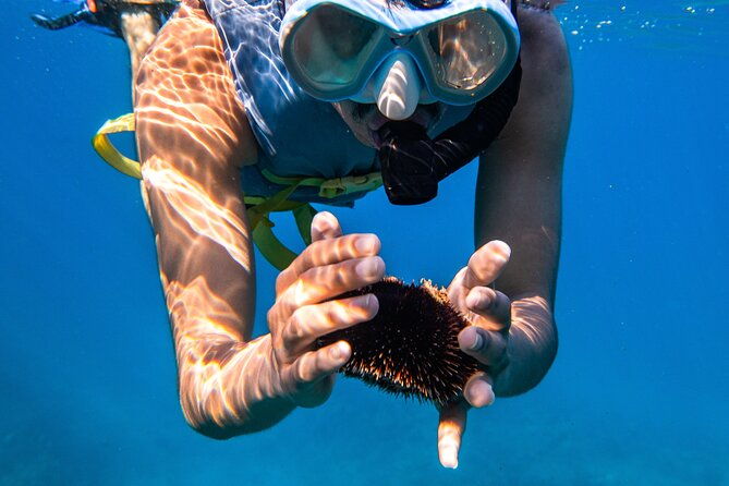 turtle-canyon-snorkel-semi-private-boat-tour