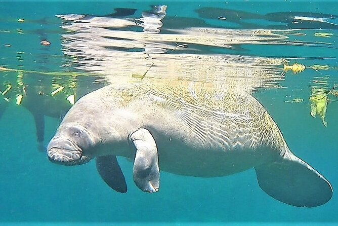 vip-private-boat-manatee-snorkel-tour-with-in-water-guide-and-photograper