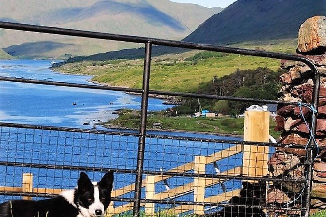 visit-traditional-working-sheep-farm-sheepdog-demo-galway-guided-1-%c2%bd-hours