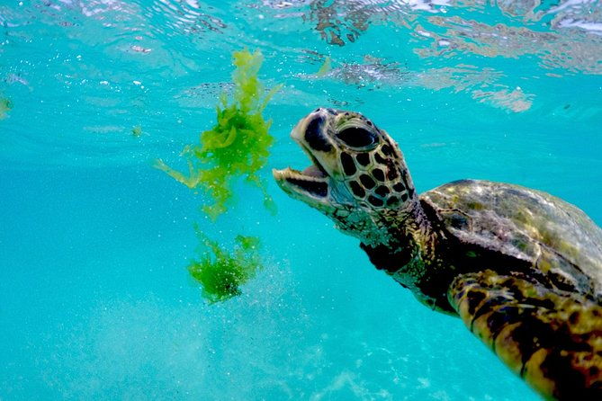 waikiki-catamaran-adventure-snorkel-with-sea-turtles