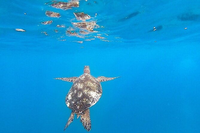 waikiki-turtle-snorkel-sail-combo-on-hawea-catamaran
