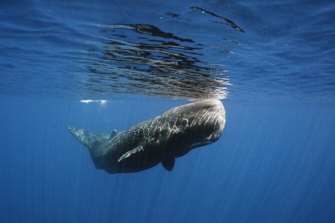 whale-and-dolphin-watching-tour-from-funchal