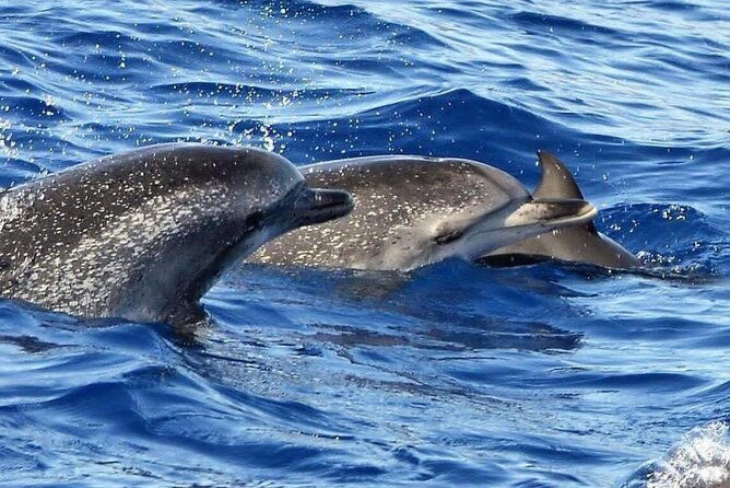whale-dolphin-watching-in-madeira