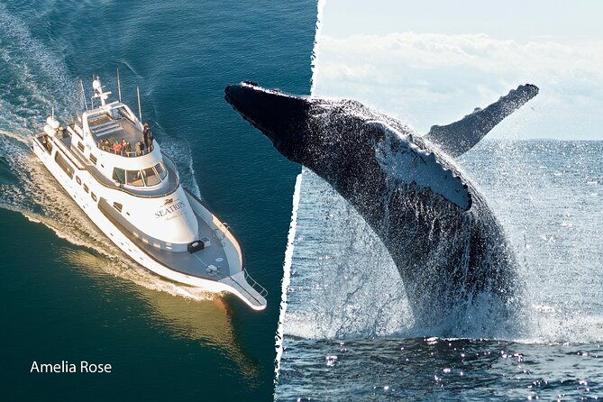 whale-watching-cruise-on-a-yacht-in-reykjavik