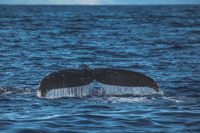 whale-watching-cruise-with-open-bar-from-kaanapali-beach