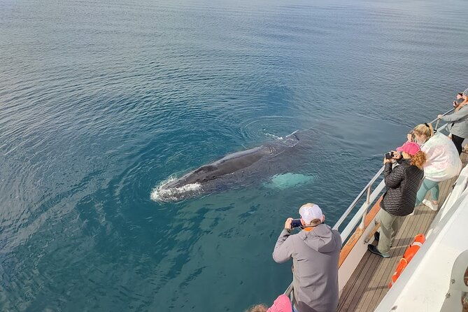 whale-watching-dolphin-yacht-cruise