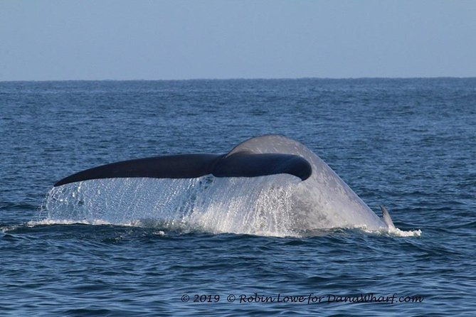 whale-watching-excursion-in-dana-point