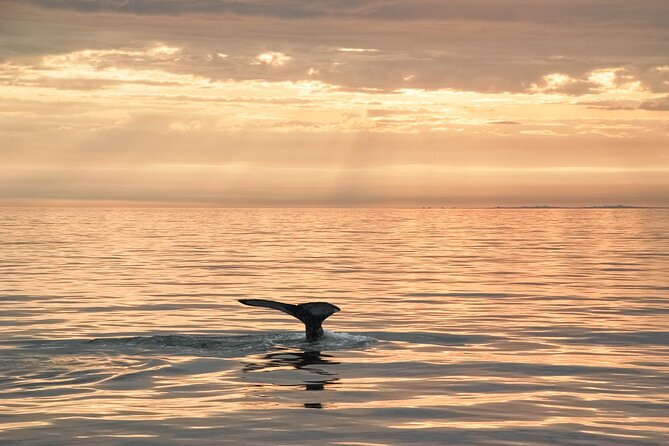 whale-watching-in-husavik