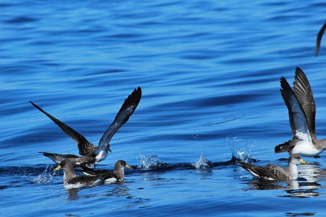 whale-watching-in-tenerife