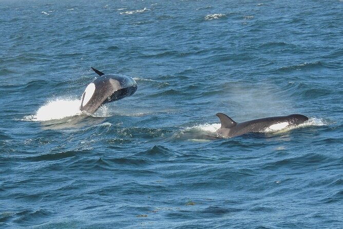 whale-watching-tour-from-anacortes