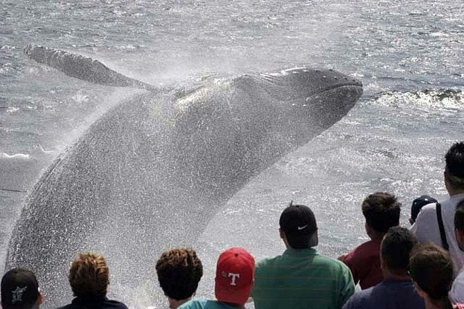whale-watching-tour-in-gloucester