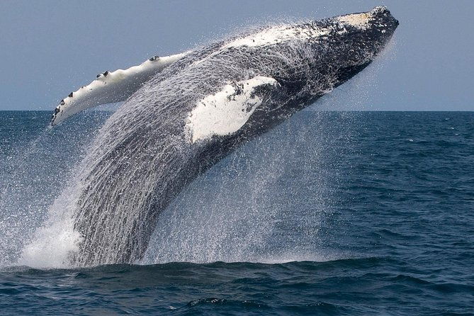 whale-watching-trips-to-stellwagen-bank-marine-sanctuary-guaranteed-sightings