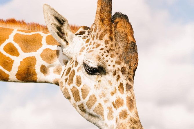 wild-florida-drive-thru-safari-and-gator-park-admission