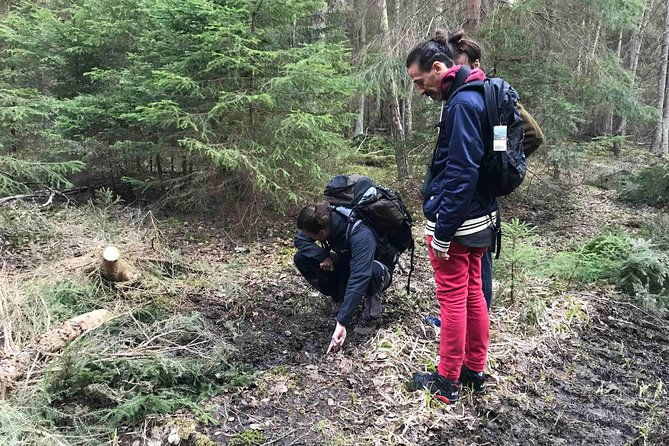 wildlife-safari-small-group-in-stockholm