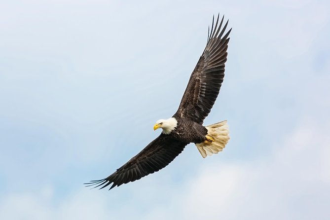 wildlife-viewing-and-whale-watching-quest